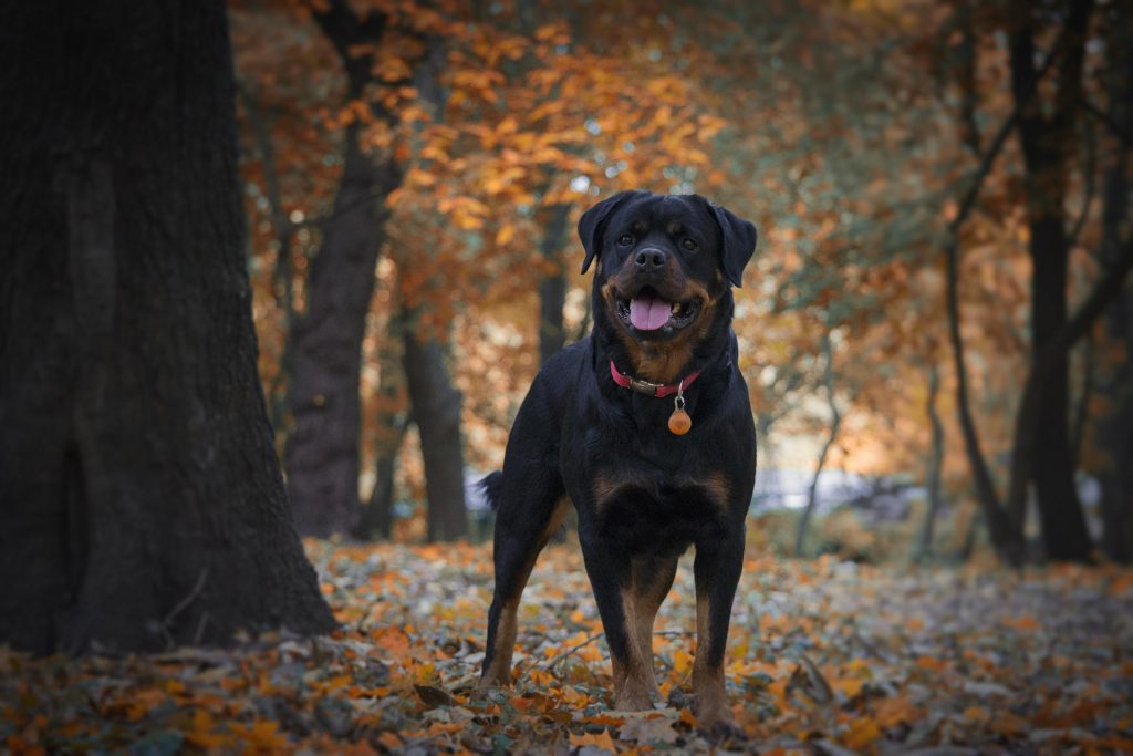 Kompletnie pijany wyprowadził rottweilera na spacer. Ten zagryzł innego psa i poważnie ranił kobietę